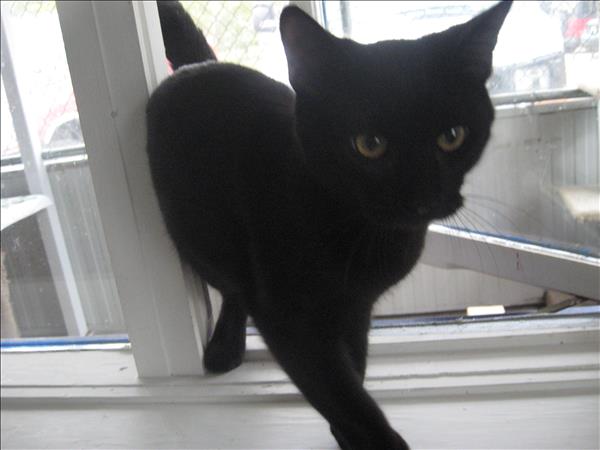 Looking for a forever home; Vernon SPCA pets of the week | iNFOnews.ca Looking for a forever home; Vernon SPCA pets of the week | iNFOnews.ca