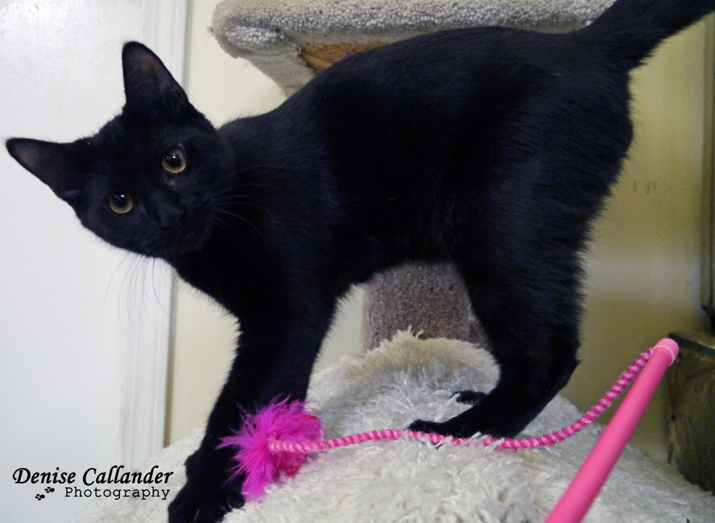 Looking for a forever home; Vernon SPCA pets of the week | iNFOnews.ca Looking for a forever home; Vernon SPCA pets of the week | iNFOnews.ca