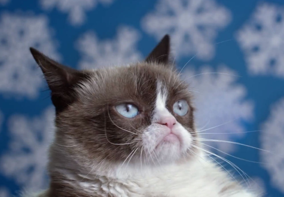 Grumpy Cat's Worst Christmas Ever | iNFOnews.ca