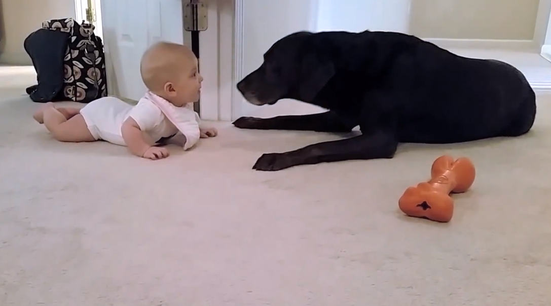 Baby's first crawl ends in canine kiss | iNFOnews.ca