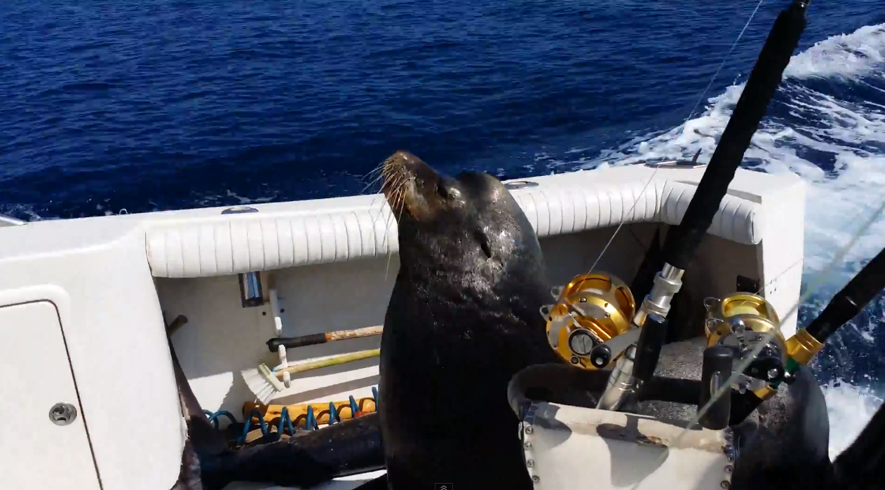 Sea lion jumps on board for snack | iNFOnews.ca Sea lion jumps on board for snack | iNFOnews.ca