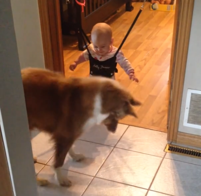 Dog teaches baby to jump | iNFOnews.ca