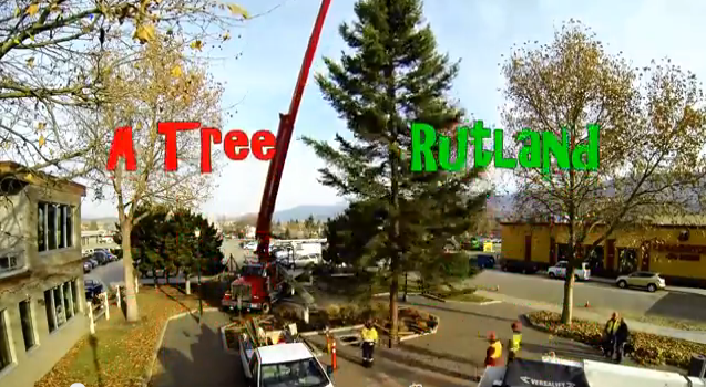 Roxby Centennial Plaza tree might be in your yard | iNFOnews.ca Roxby Centennial Plaza tree might be in your yard | iNFOnews.ca