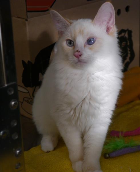 Looking for a forever home; Vernon SPCA pets of the week | iNFOnews.ca Looking for a forever home; Vernon SPCA pets of the week | iNFOnews.ca