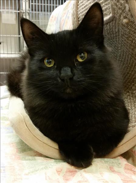 Looking for a forever home; Penticton SPCA pet of the week | iNFOnews.ca
