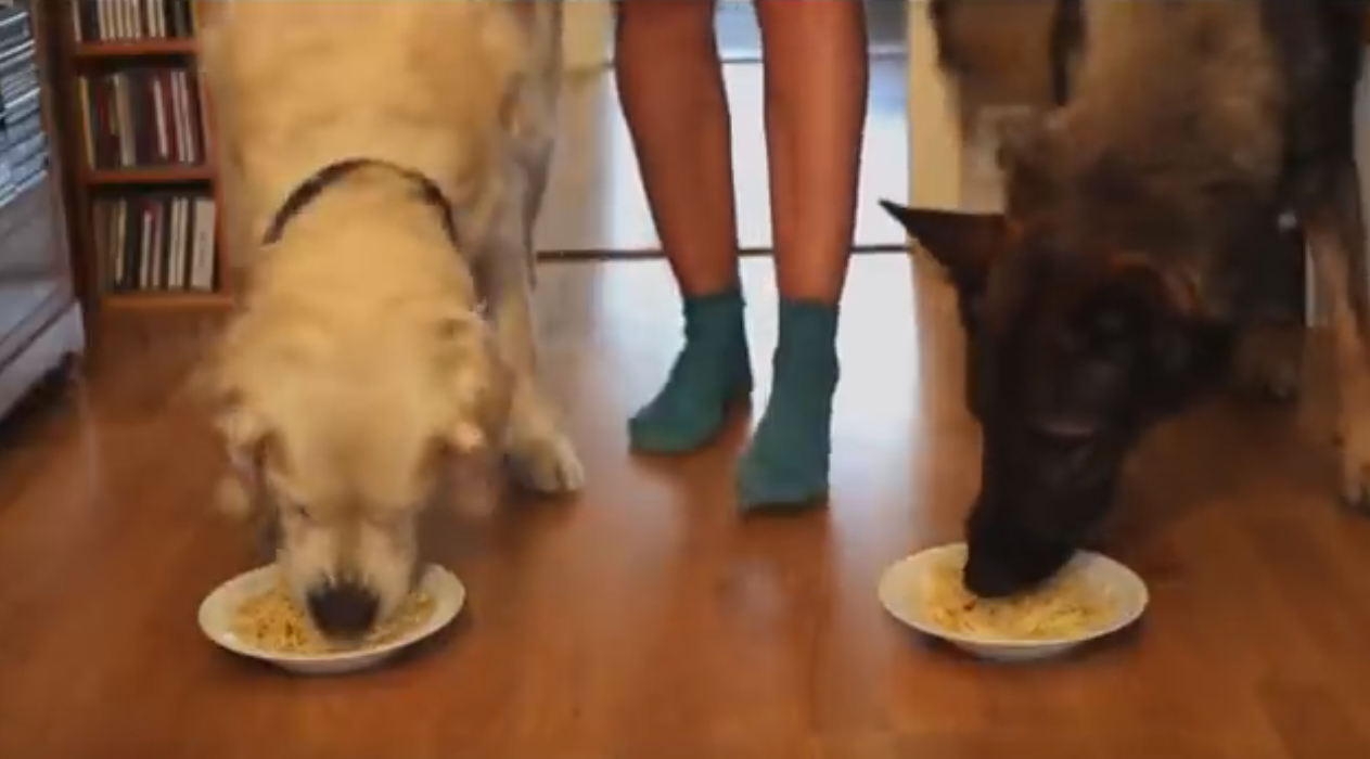 Dog spaghetti eating race | iNFOnews.ca