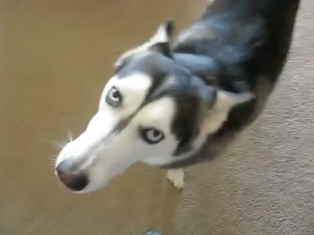 Bad dog talks back | iNFOnews.ca