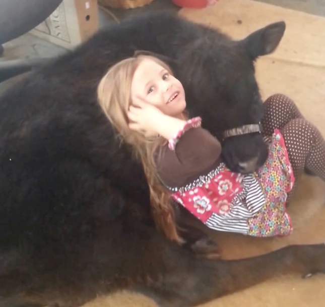 How did the cow get in the living room? | iNFOnews.ca