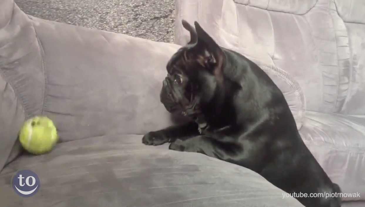 Dog fetch fails | iNFOnews.ca