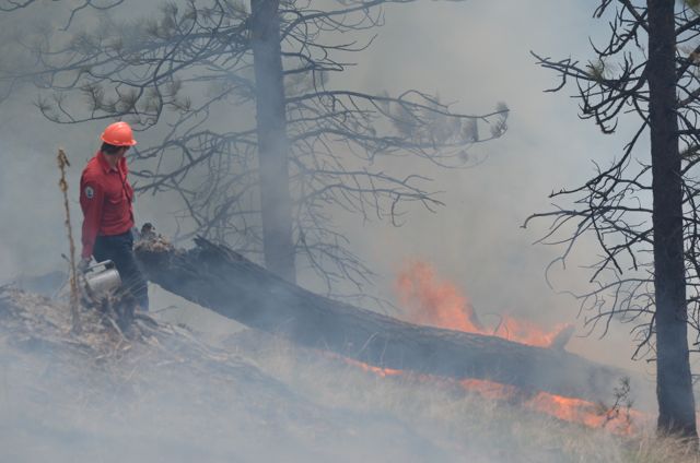 Fighting fire with fire, restoring ecosystems | iNFOnews.ca Fighting fire with fire, restoring ecosystems | iNFOnews.ca