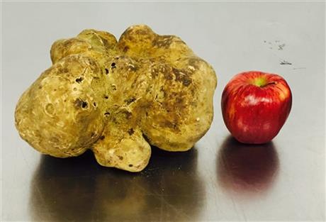 Record-setting 4.16-pound white truffle sells for $61,250 | iNFOnews.ca