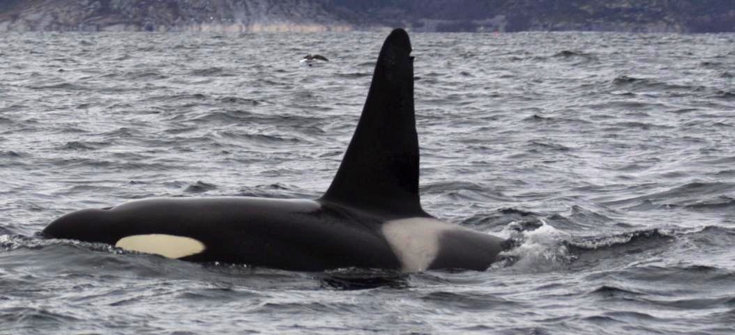 Endangered orca found dead on Vancouver Island was pregnant | iNFOnews.ca