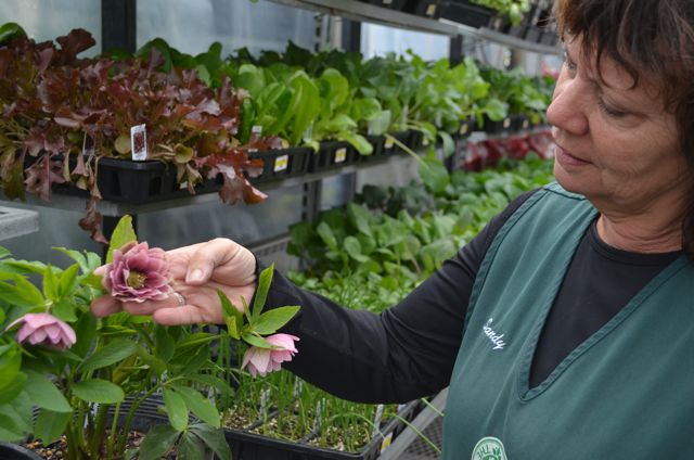 April showers give way to sunny days | iNFOnews.ca