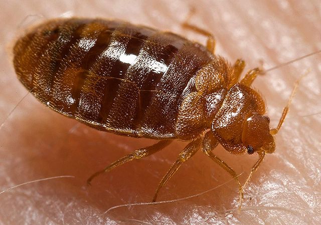 New research out of B.C. university helps team take bite out of bedbug epidemic | iNFOnews.ca New research out of B.C. university helps team take bite out of bedbug epidemic | iNFOnews.ca