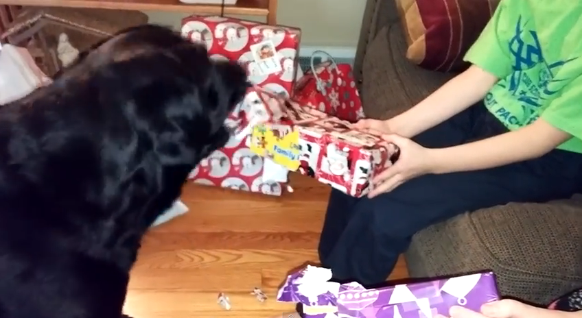 Dog loves unwrapping presents | iNFOnews.ca