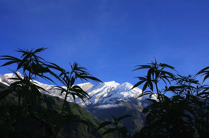 Elderly Vernon pot grower dodges prison | iNFOnews.ca