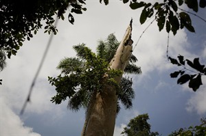 Study concludes first Ebola victim likely infected playing in hollow tree with infected bats | iNFOnews.ca Study concludes first Ebola victim likely infected playing in hollow tree with infected bats | iNFOnews.ca