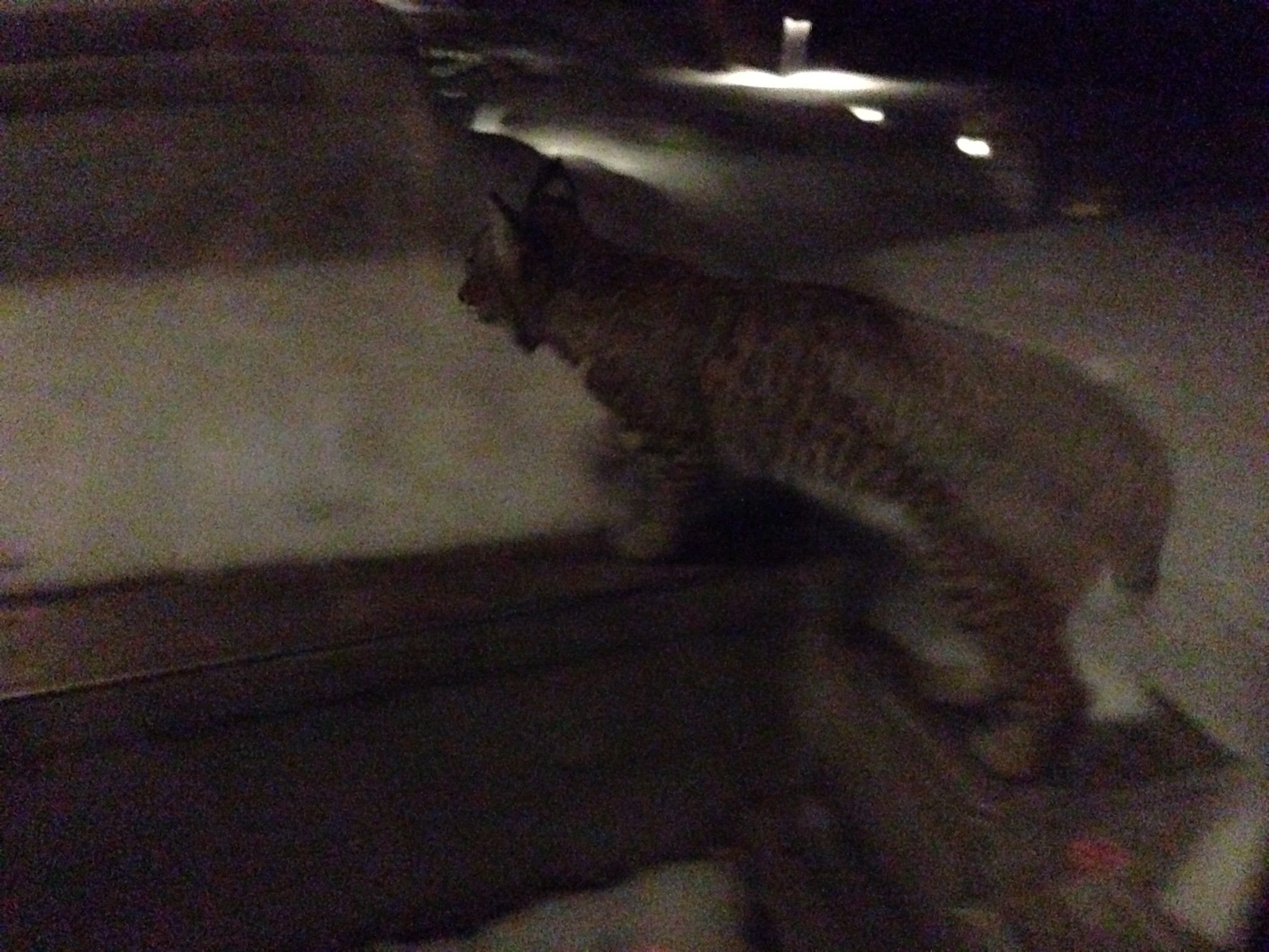 Up close and personal with a bobcat in Kettle Valley | iNFOnews.ca