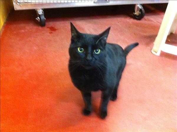 Cash is looking for his forever home; Penticton SPCA pet of the week | iNFOnews.ca