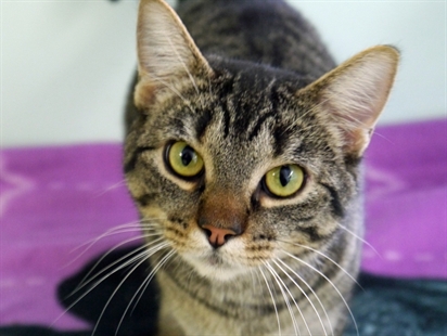 Looking for a forever home; Vernon SPCA pet of the week | iNFOnews.ca