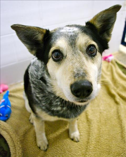 Looking for a forever home; Kamloops SPCA pet of the week | iNFOnews.ca