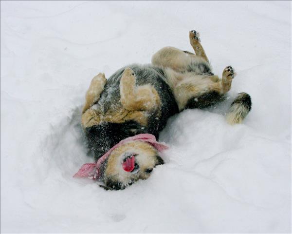 Looking for a forever home; Kamloops SPCA pet of the week | iNFOnews.ca