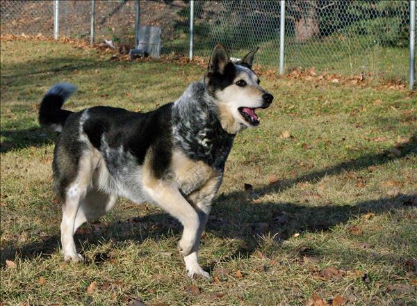 Looking for a forever home; Kamloops SPCA pet of the week | iNFOnews.ca