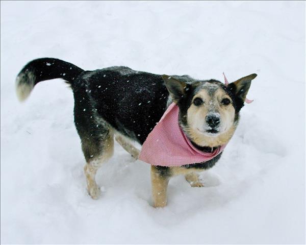 Looking for a forever home; Kamloops SPCA pet of the week | iNFOnews.ca