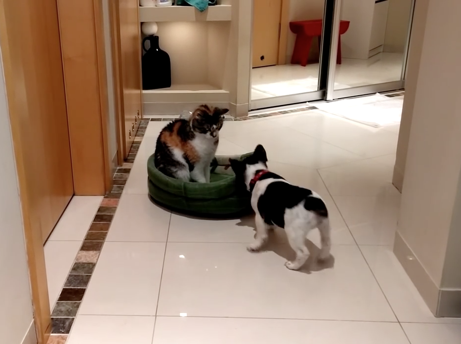 Bulldog puppy reclaims bed from cat | iNFOnews.ca Bulldog puppy reclaims bed from cat | iNFOnews.ca