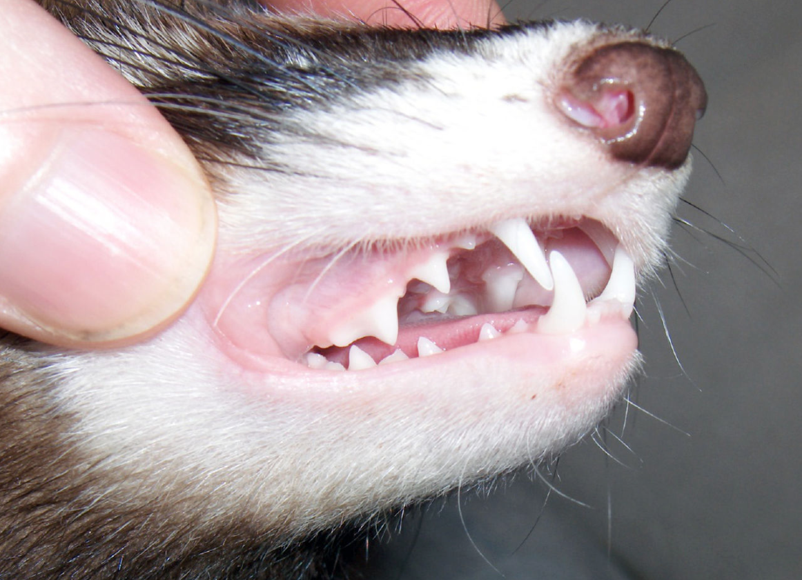 Cops: Pet ferrets chew off newborn girl's nose, part of her cheek while mother is upstairs | iNFOnews.ca Cops: Pet ferrets chew off newborn girl's nose, part of her cheek while mother is upstairs | iNFOnews.ca