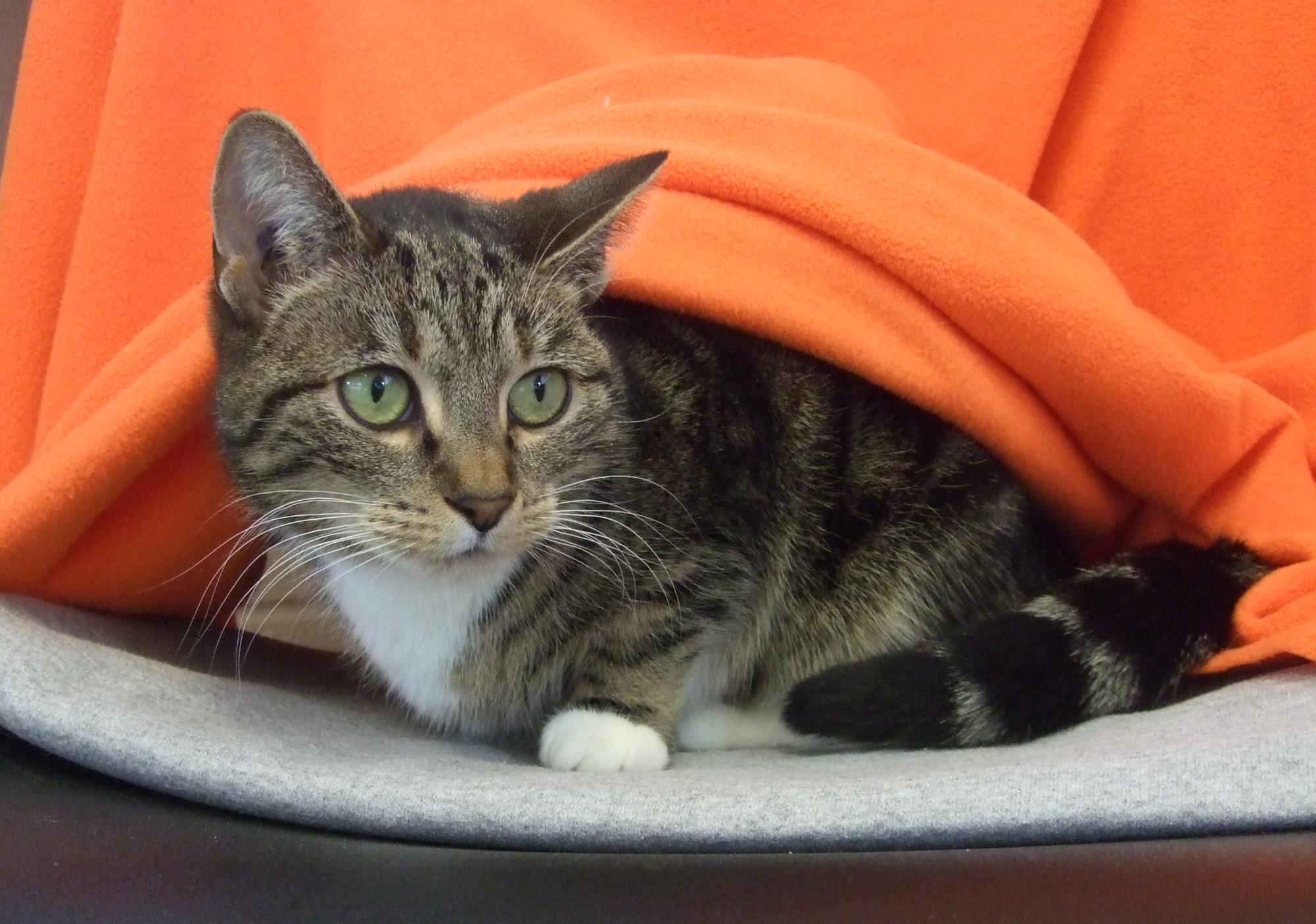 Looking for a forever home; Kelowna SPCA pet of the week | iNFOnews.ca Looking for a forever home; Kelowna SPCA pet of the week | iNFOnews.ca