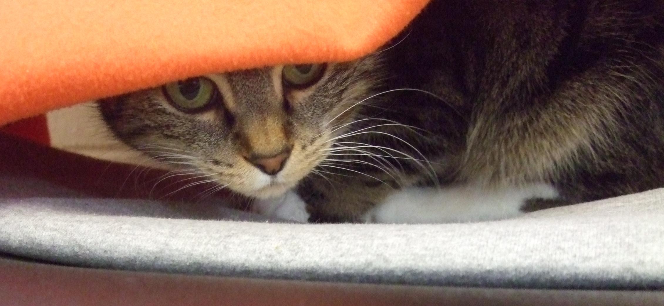 Looking for a forever home; Kelowna SPCA pet of the week | iNFOnews.ca Looking for a forever home; Kelowna SPCA pet of the week | iNFOnews.ca