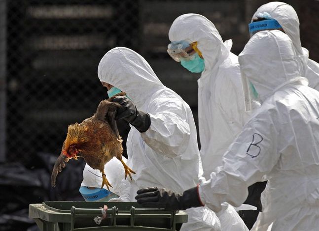 Canada finds case of H7N9 bird flu in B.C. traveller; first in North America | iNFOnews.ca Canada finds case of H7N9 bird flu in B.C. traveller; first in North America | iNFOnews.ca
