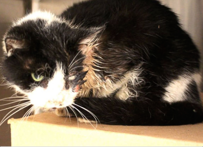 Bart the cat crawls back from grave days after being hit by car in Florida | iNFOnews.ca Bart the cat crawls back from grave days after being hit by car in Florida | iNFOnews.ca