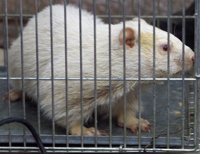Roots of Groundhog Day: It casts a shadow back to medieval Europe | iNFOnews.ca