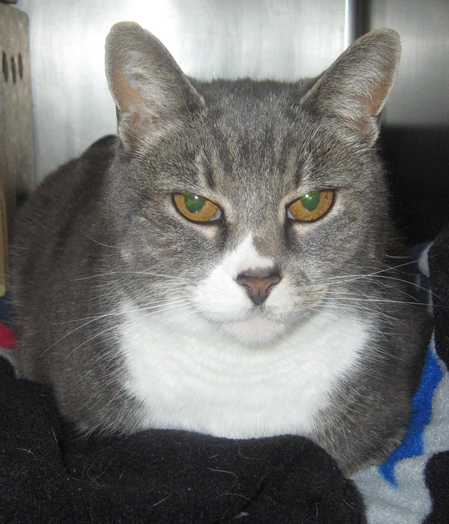 Looking for a forever home; Vernon SPCA pet of the week | iNFOnews.ca