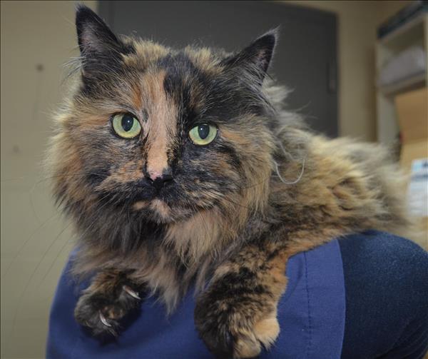Looking for a forever home; Penticton SPCA pet of the week | iNFOnews.ca