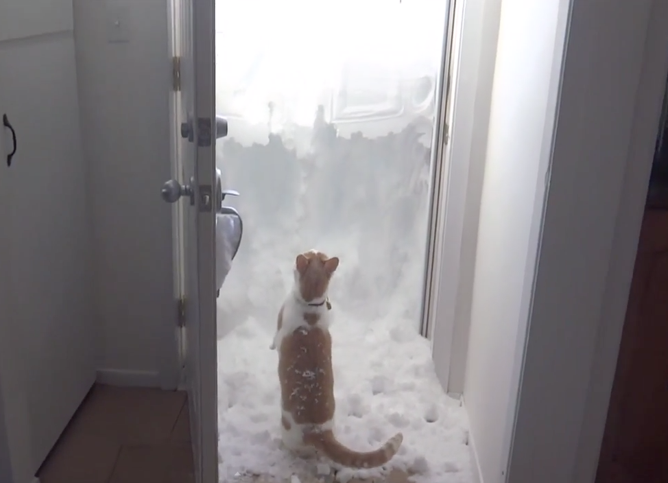 Cat digs his way out after snow storm | iNFOnews.ca