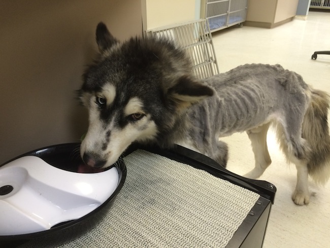 B.C. SPCA recommends animal cruelty charges for owner of emaciated husky | iNFOnews.ca