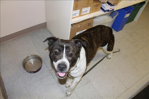 Looking for a forever home; Vernon SPCA pet of the week | iNFOnews.ca