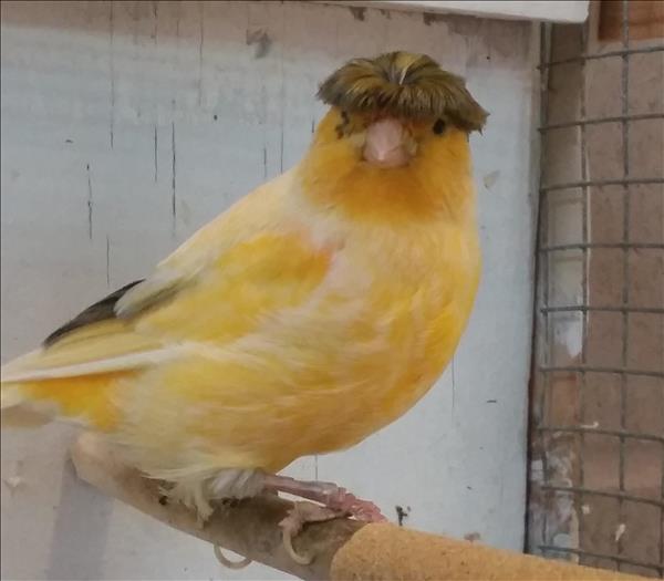 Looking for a forever home; Penticton SPCA pet of the week | iNFOnews.ca