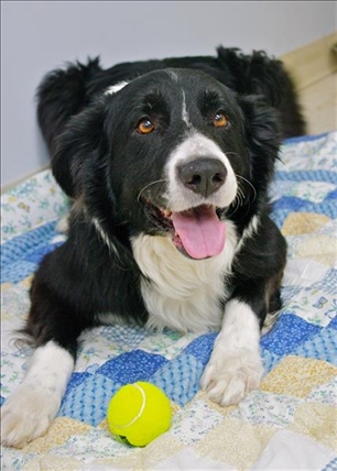 Looking for a forever home; Kamloops SPCA pet of the week | iNFOnews.ca