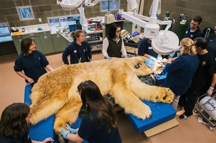 Boris the polar bear eating soft foods after getting 3 teeth pulled at Washington state zoo | iNFOnews.ca