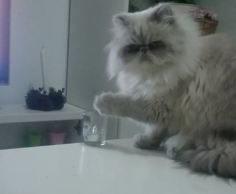 Cats can be real jerks | iNFOnews.ca