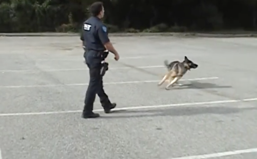 Police dog opens cop car door himself | iNFOnews.ca