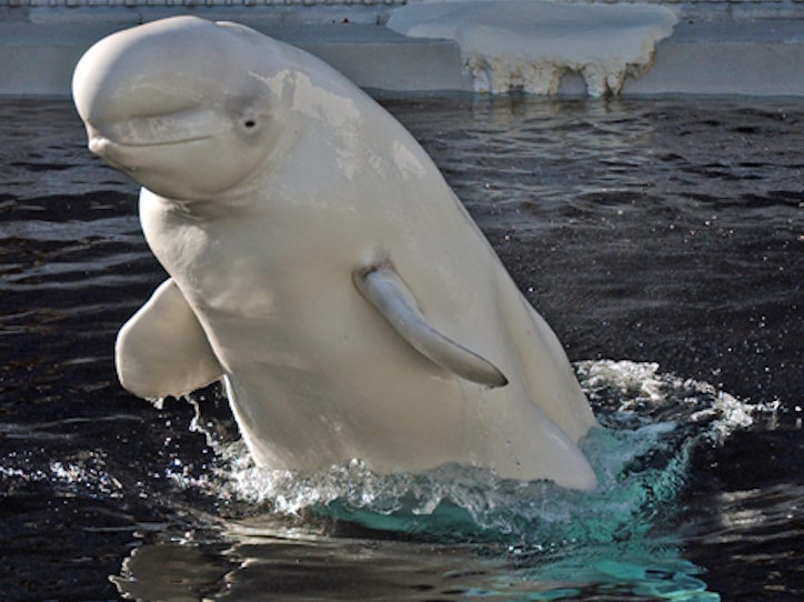 Vancouver Aquarium beluga on 'breeding loan' to Florida SeaWorld dies | iNFOnews.ca