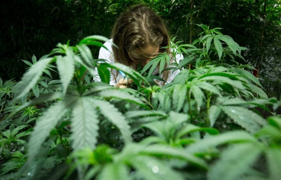 Four B.C. patients challenge medical marijuana regime in Federal Court | iNFOnews.ca Four B.C. patients challenge medical marijuana regime in Federal Court | iNFOnews.ca
