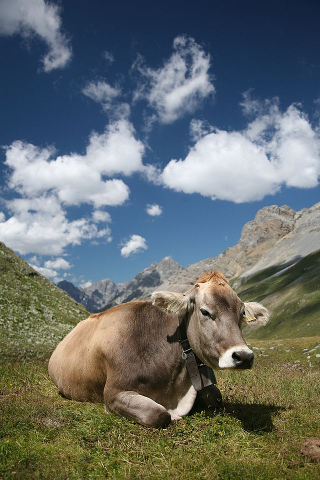 CFIA says more countries restrict Canadian beef imports due to BSE | iNFOnews.ca CFIA says more countries restrict Canadian beef imports due to BSE | iNFOnews.ca