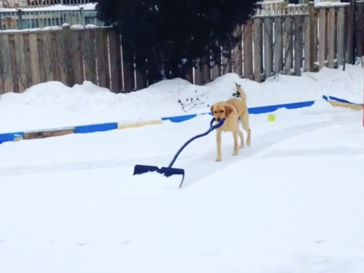 Must be a Canadian dog; helps shovel the backyard rink | iNFOnews.ca Must be a Canadian dog; helps shovel the backyard rink | iNFOnews.ca