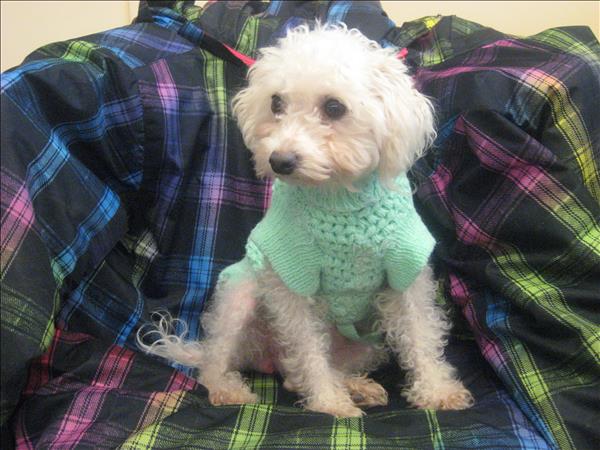Looking for a forever home; Vernon SPCA pet of the week | iNFOnews.ca